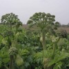 Outsidepride Garden Angelica Herb Plant Seed - 1000 Seeds
