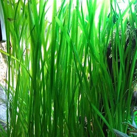 Jungle Vallisneria Rooted Plants 15-20 inches Tall - Easy Background Aquarium Plants