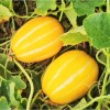 NYgardenia 120+ Korean Melon Seeds – Asian Fruit Cucumber Melon