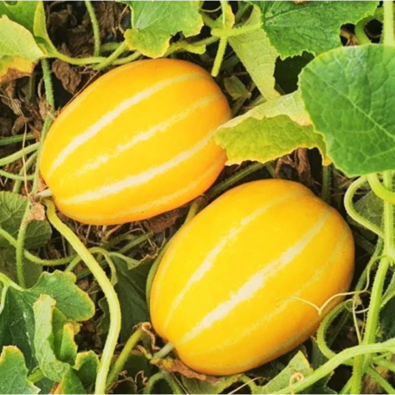 NYgardenia 120+ Korean Melon Seeds – Asian Fruit Cucumber Melon