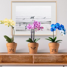 Thriving Thicket Handmade 3 Pack 6 inch Terracotta Orchid Pots with Holes and Saucers, Clay Orchid Planter Pots for Repotting, Small Terra Cotta Orchid Vase, Ceramic Plant Flower Pot Indoor Outdoor