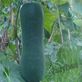 Fairy7Seas Canton  Black Skin Long Winter Melon Seeds, Oblong Wax Gourd, Asian Vegetable - 30 Seeds
