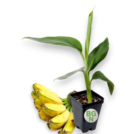 Unbranded Burro Banana Plant - Live Plant