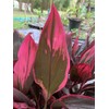 Cordyline Red Sister Live Plant, 3 Gallon Pot, 25-30 Inches