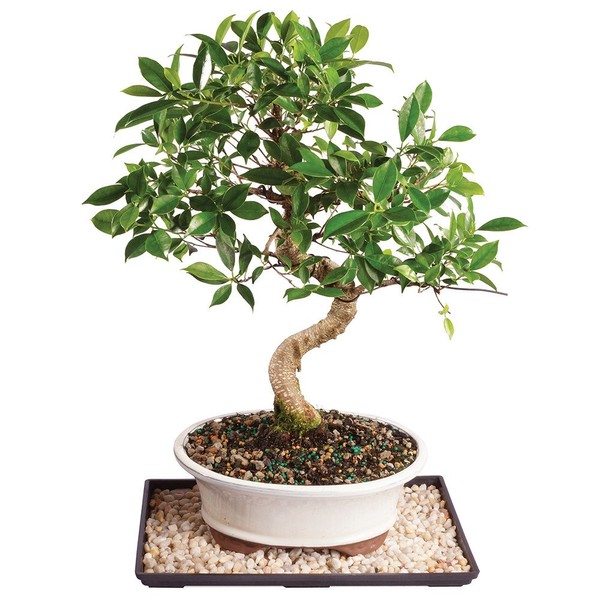 Brussel's Live Golden Gate Ficus Indoor Bonsai Tree - 17 Years Old; 16" to 20" Tall with Decorative Container, Humidity Tray & Deco Rock