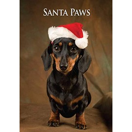 Miniature Dachshund Dog Christmas Card by Charles Sainsbury-Plaice. Large A5 size with envelope.