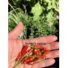 Chili Hot Peppers birds eye/ Siling Labuyo Chili hot Peppers