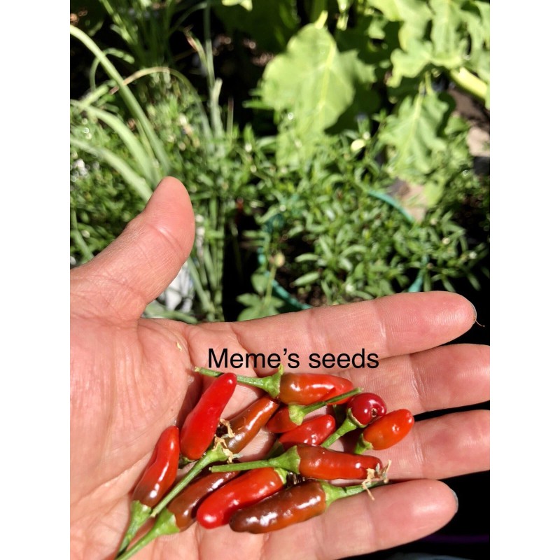 Chili Hot Peppers birds eye/ Siling Labuyo Chili hot Peppers