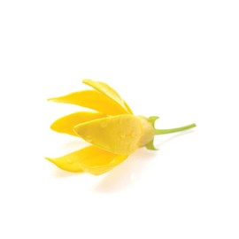 doTERRA Ylang Ylang Essential Oil - 15 ml