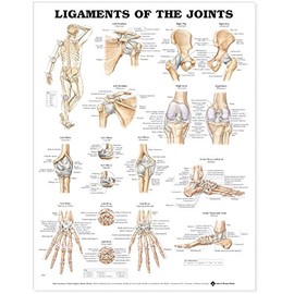 Ligaments of the Joints Anatomical Chart