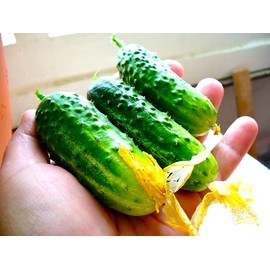 Seeds Indoor Cucumber 10 Seeds to Grow Self-Pollinating Cucumber