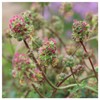 Everwilde Farms - 200 Small Burnet Native Wildflower Seeds -