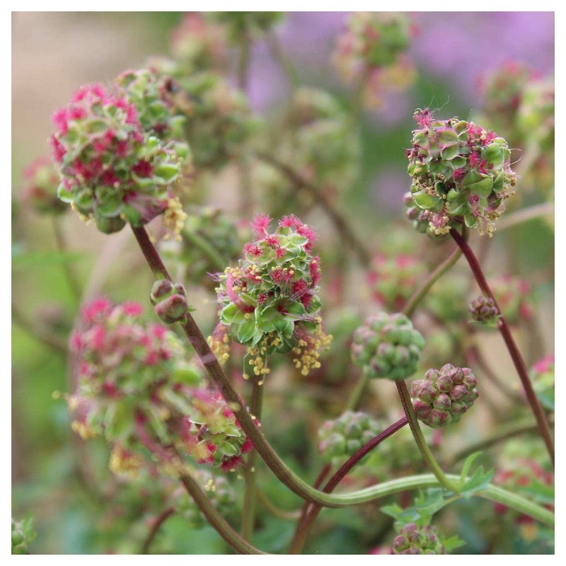 Everwilde Farms - 200 Small Burnet Native Wildflower Seeds -