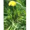 Fresh Wild Dandelion Plant 10x Dandelion plants - Live Organic/