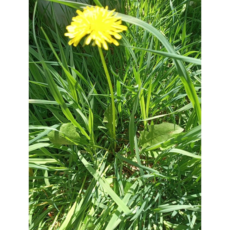 Fresh Wild Dandelion Plant 10x Dandelion plants - Live Organic/
