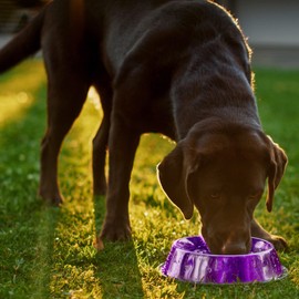 Danner Manufacturing, Inc. Stainless Steel, Anti-Skid Pet Bowl, Autumn Orange, 32 Oz.,73030