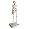 Cranstein A-134 Small Mini Skeleton Model 20 cm