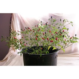 Hermosillo ChilTepin Hot Pepper Seeds