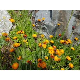 Tea Flower Meadow - Organic - House Tea, Plastic-Free Packaging, Not Flavoured