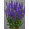 RAISE ME UP: Seeds Sage (Salvia Officinalis) Non GMO Heirloom