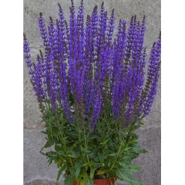 RAISE ME UP: Seeds Sage (Salvia Officinalis) Non GMO Heirloom