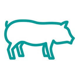 Simple Line Pig 9 inch Turquoise Indoor Outdoor Vinyl Decal