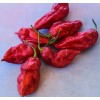 Fresh 25 Newly Harvested Super-Hot Bhut Jolokia Red Premium Ghost