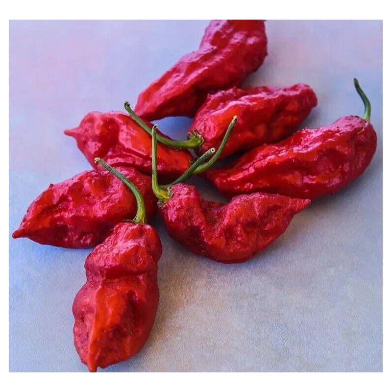 Fresh 25 Newly Harvested Super-Hot Bhut Jolokia Red Premium Ghost