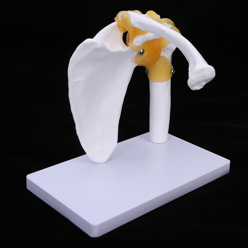 1:1 Life Size Human Anatomy Shoulder Joint Model Shoulder Blade