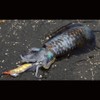 YO-ZURI Shrimp Q No. 3.5 No. 6: Deep Green Squid