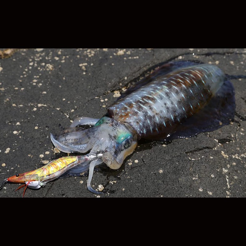 YO-ZURI Shrimp Q No. 3.5 No. 6: Deep Green Squid