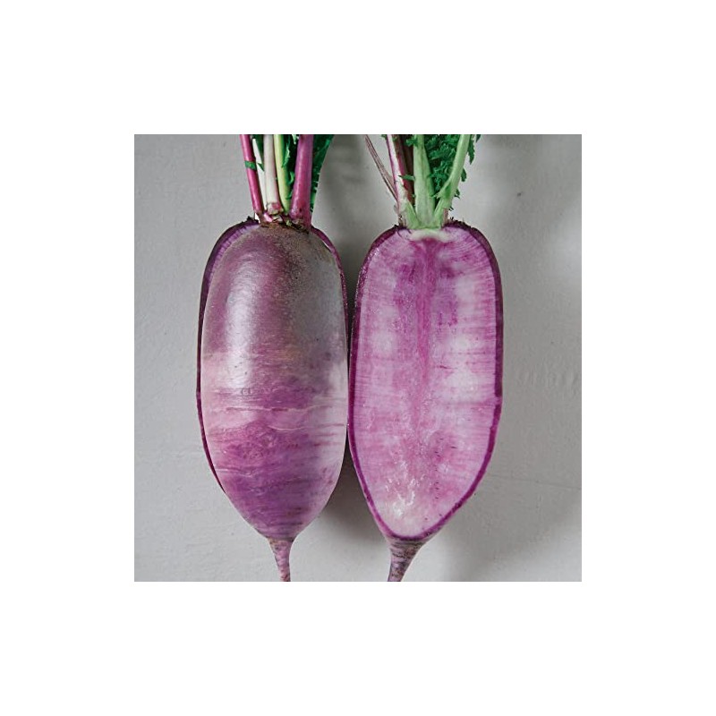 Radish Seeds - Korean - Bora King - Hybrid -