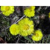 Coltsfoot Seeds (Tussilago farfara) 100+ Medicinal Herb Wildflower Seeds, Yellow