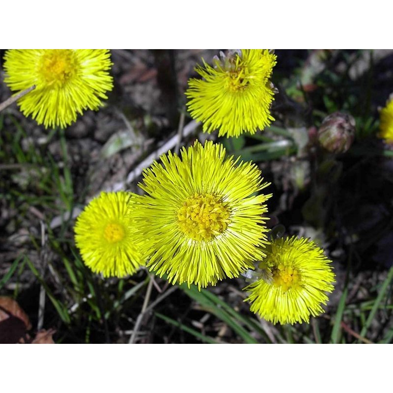 Coltsfoot Seeds (Tussilago farfara) 100+ Medicinal Herb Wildflower Seeds, Yellow