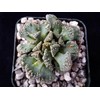 Titanopsis calcarea Cacti Cactus Succulent Real Live Plant