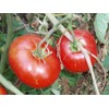 Tomato San Diego - Hybrid Great Garden Vegetable 25 Seeds