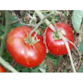 Tomato San Diego - Hybrid Great Garden Vegetable 25 Seeds