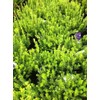 Baby Gem Boxwood (Buxus microphylla VAR. Japonica 'Gregem')