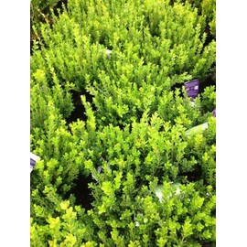 Baby Gem Boxwood (Buxus microphylla VAR. Japonica 'Gregem')
