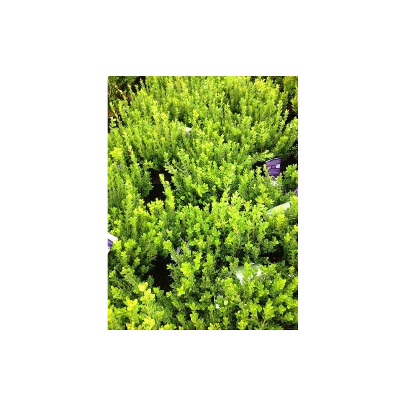 Baby Gem Boxwood (Buxus microphylla VAR. Japonica 'Gregem')