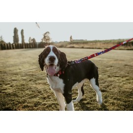 Boss Dog Tactical Leash, Red, White, Blue Camo, 6 FT