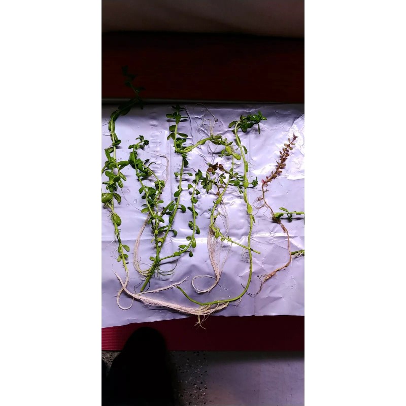 High quality Bacopa Monnieri Moneywort Freshwater Live Aquarium Plants 25+