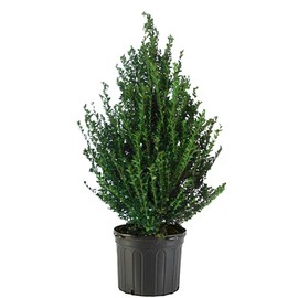 Shrub Holly, 7 Gal, Glossy Green Foliage