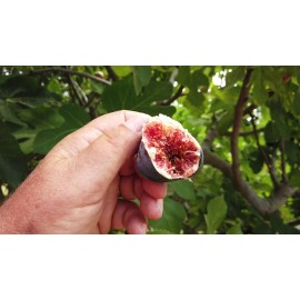 Unbranded 4 Black Mission Fig Trees Fuits Plants Four Live Plant Garden Outdoor