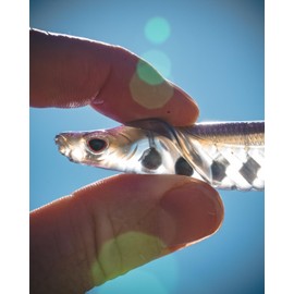 Cobra Shad 4.5" Soft Plastic Minnow 4-Pack, Pink Wakasagi, with Adjusta-Ball Tungsten Weights, Fishing Lure