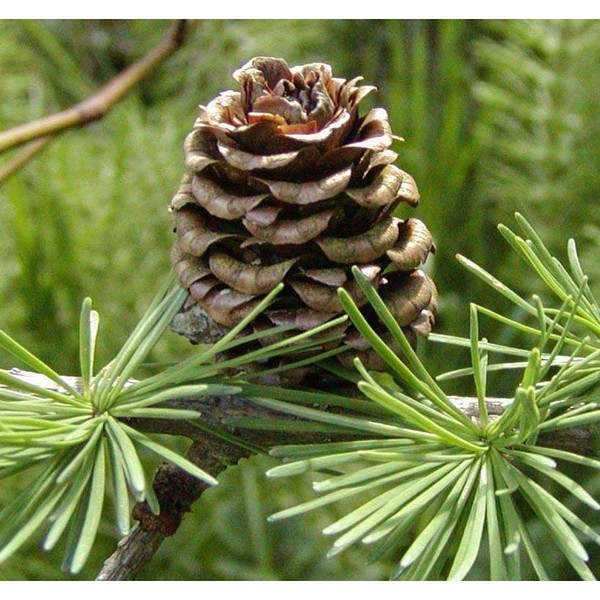 Larix kaempferi (Japanese Larch) Tree Seed, deep Grayish to Bluish