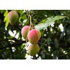 Premium Mango Tree Soil Mix by Gardenera - Stimulate Growth