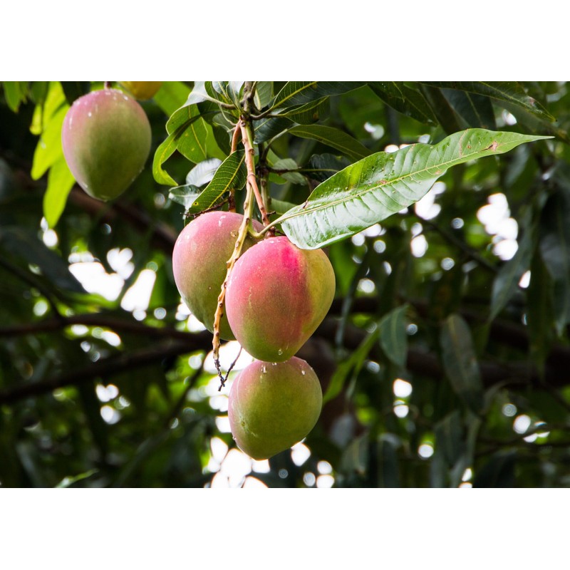 Premium Mango Tree Soil Mix by Gardenera - Stimulate Growth