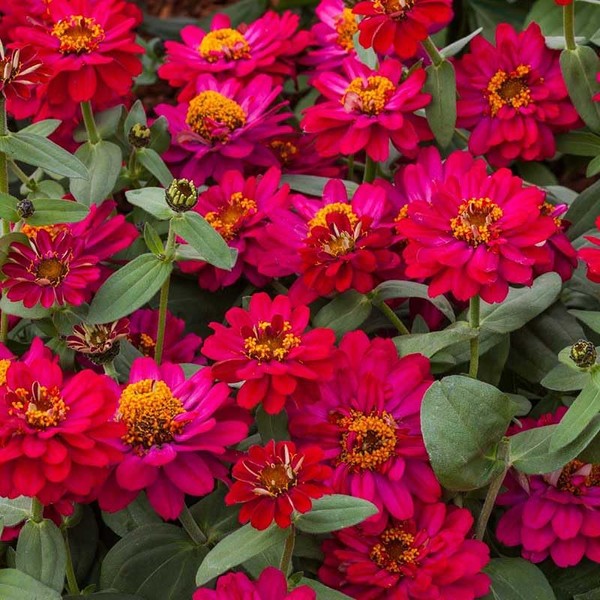 Eden Brothers Zinnia Seeds - Profusion Double Hot Cherry