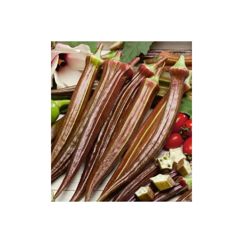 Fresh 50+ Red Burgundy Okra Seeds - NON GMO --